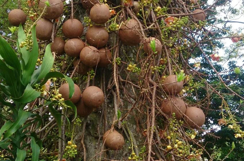  As 10 Árvores Mais Mortais do Planeta que Desafiam a Natureza!